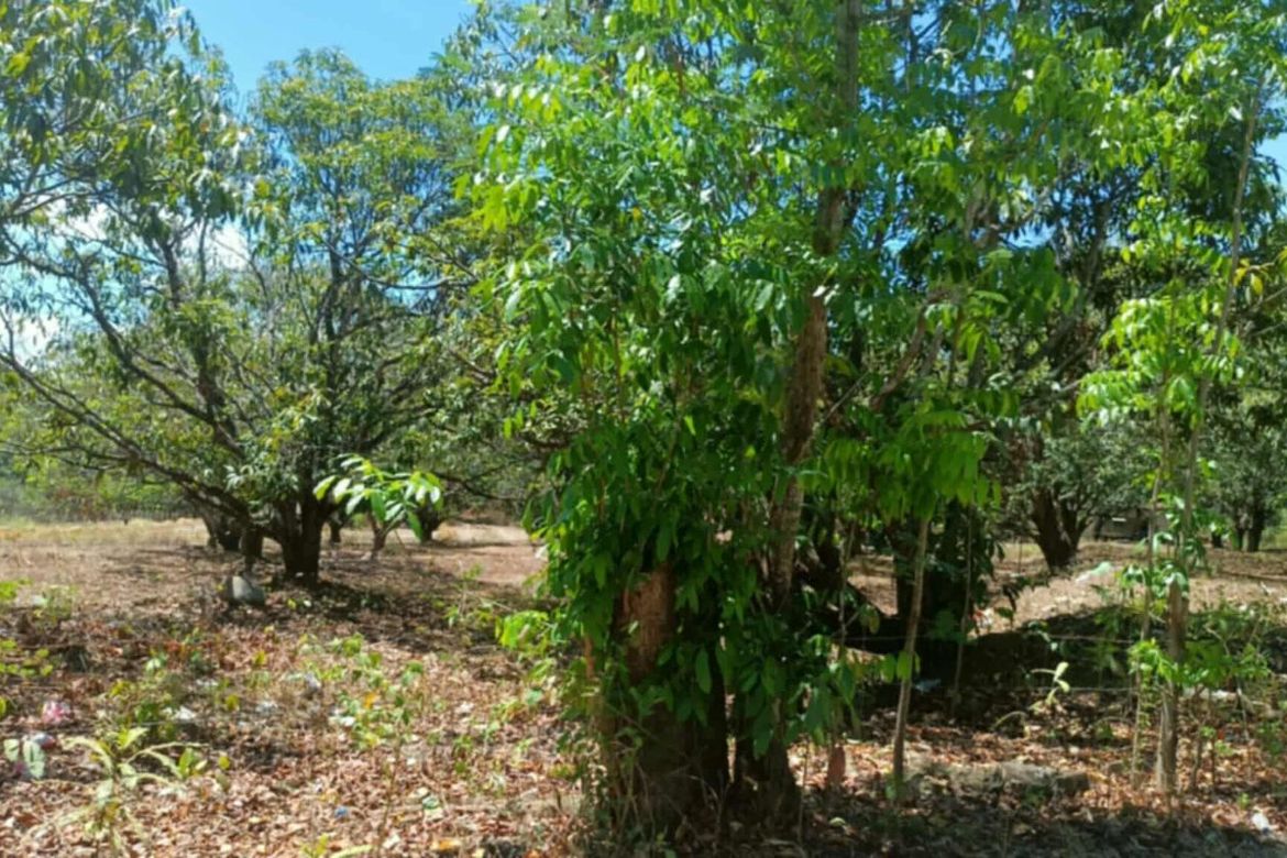 Land for Sale in Capihan, San Rafael, Bulacan – photo 5