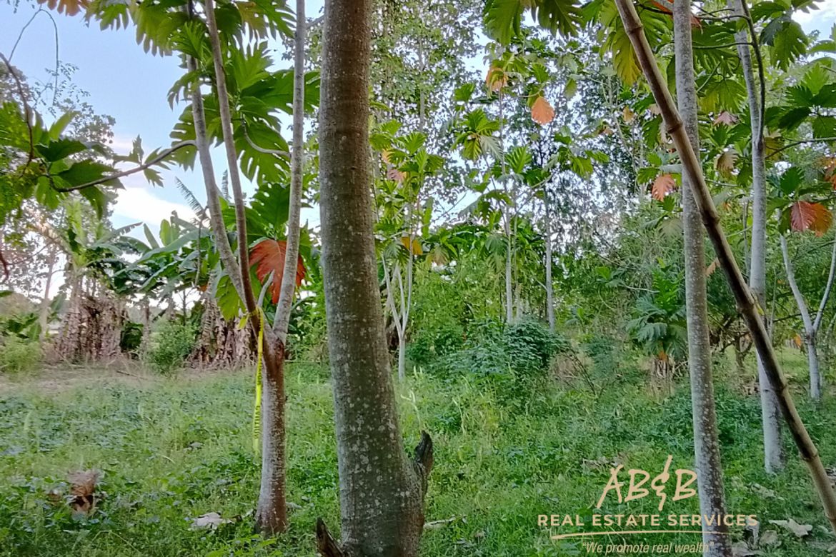 Land for Sale in Caramutan, Villasis, Pangasinan – photo 2