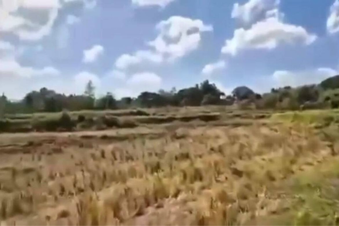 Land for Sale in Care, Tarlac, Tarlac – photo 3