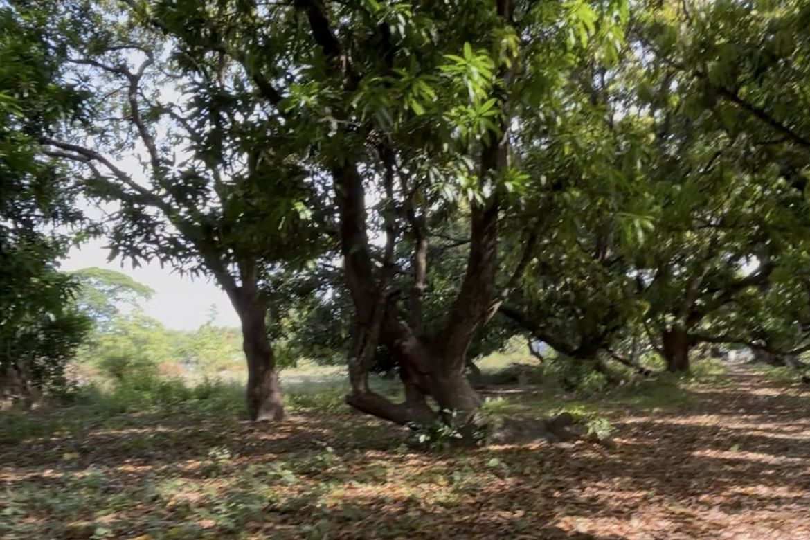 Land for Sale in Catablan, Urdaneta, Pangasinan