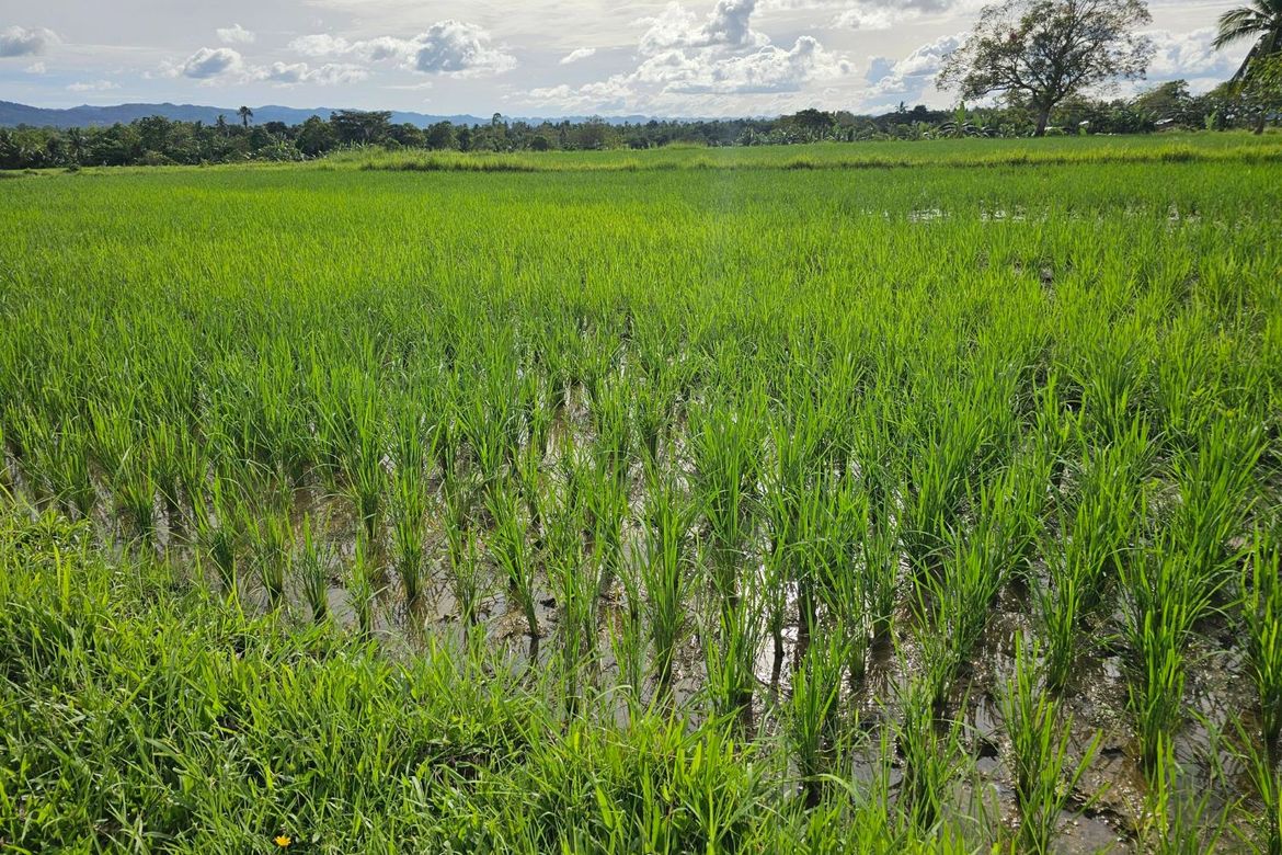 Land for Sale in Catagda-An, Pilar, Bohol – photo 5