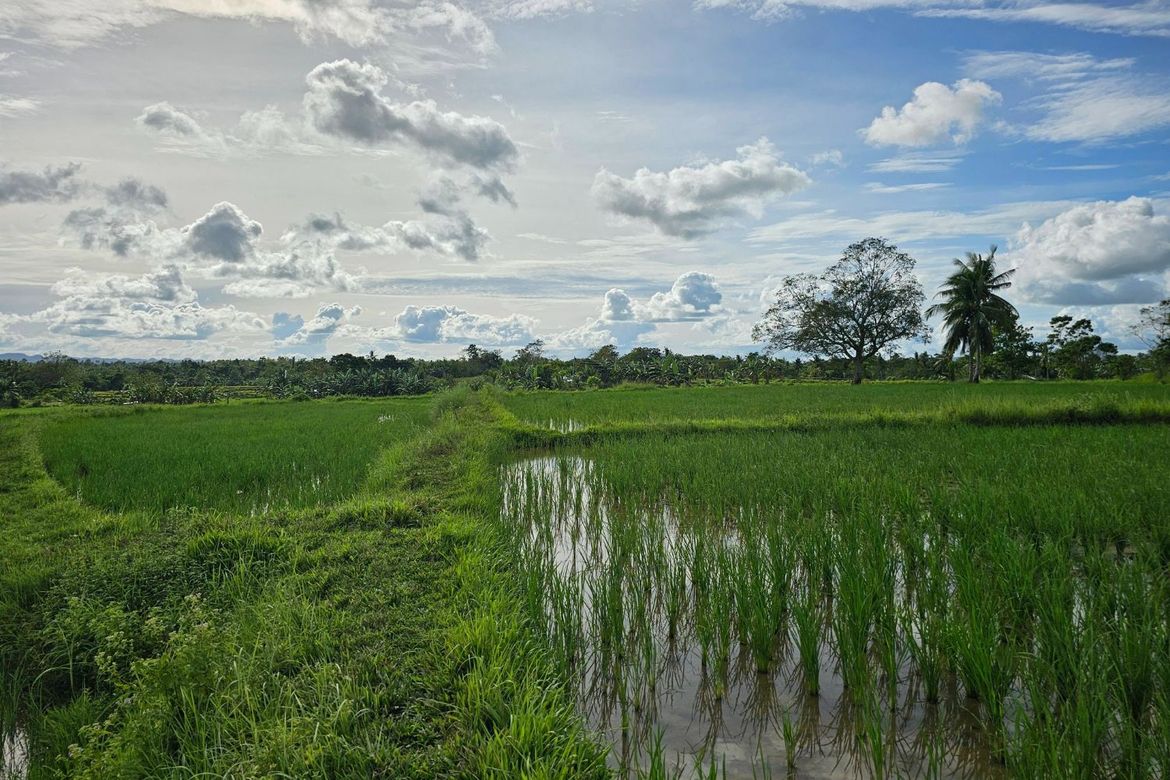 Land for Sale in Catagda-An, Pilar, Bohol – photo 7