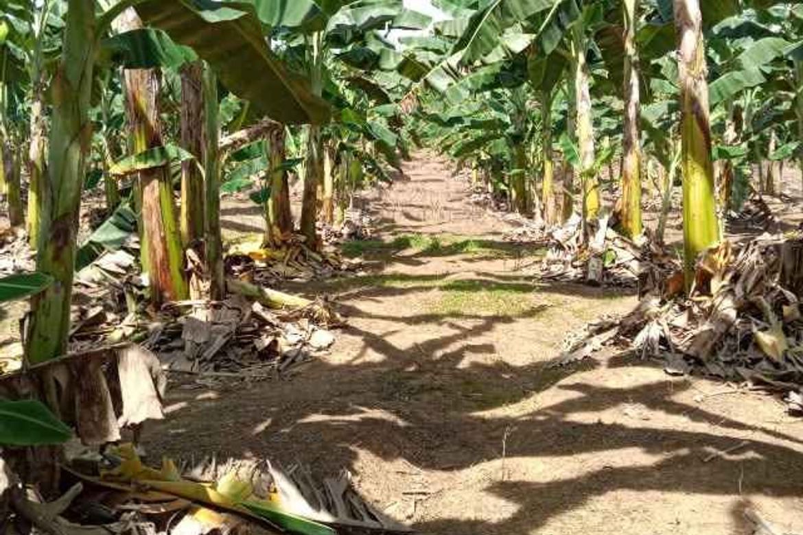 Land for Sale in Catagda-An, Pilar, Bohol