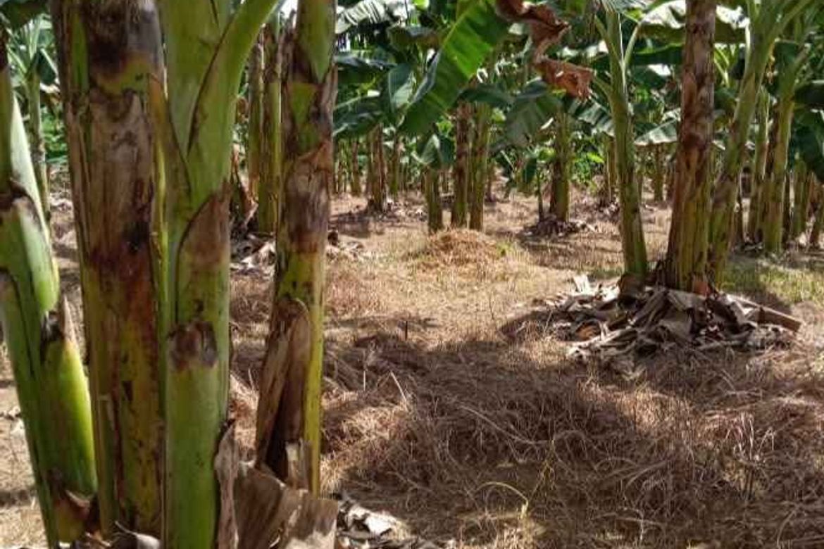 Land for Sale in Catagda-An, Pilar, Bohol – photo 6