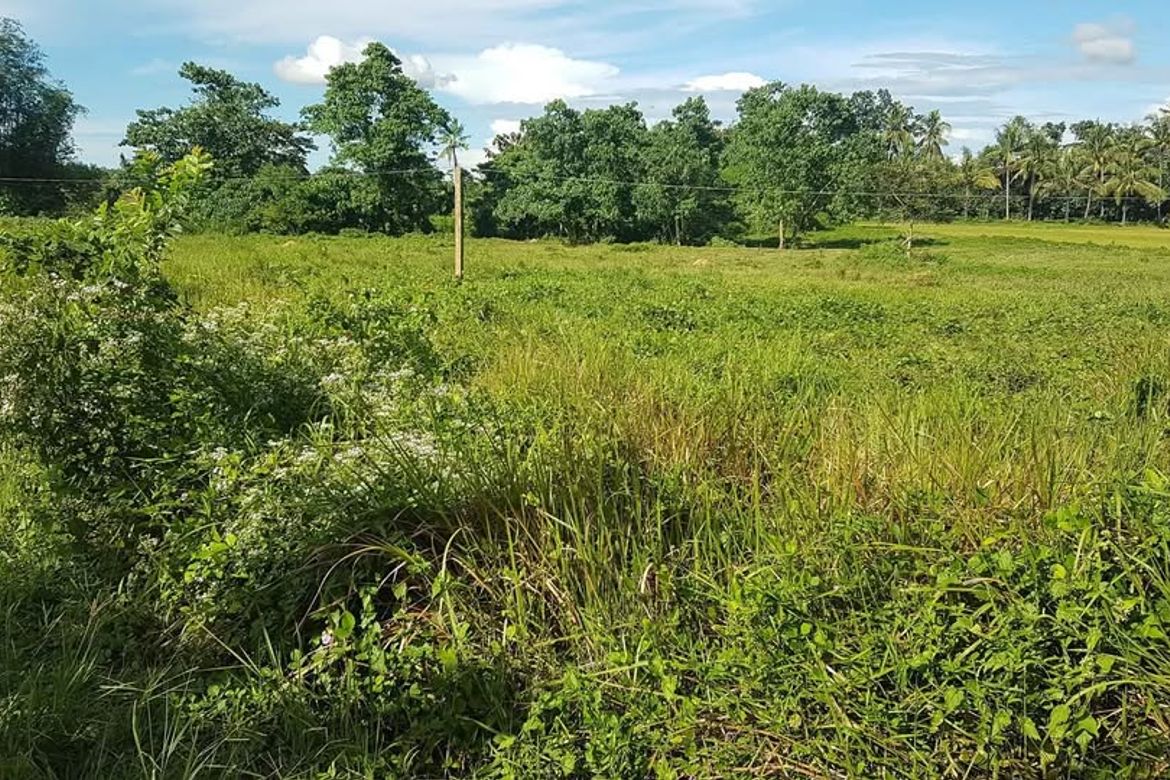 Land for Sale in Catagda-An, Pilar, Bohol – photo 7
