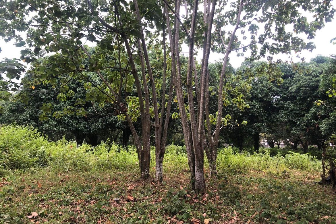 Land for Sale in Catalunan Pequeño, Davao City, Davao del Sur – photo 4