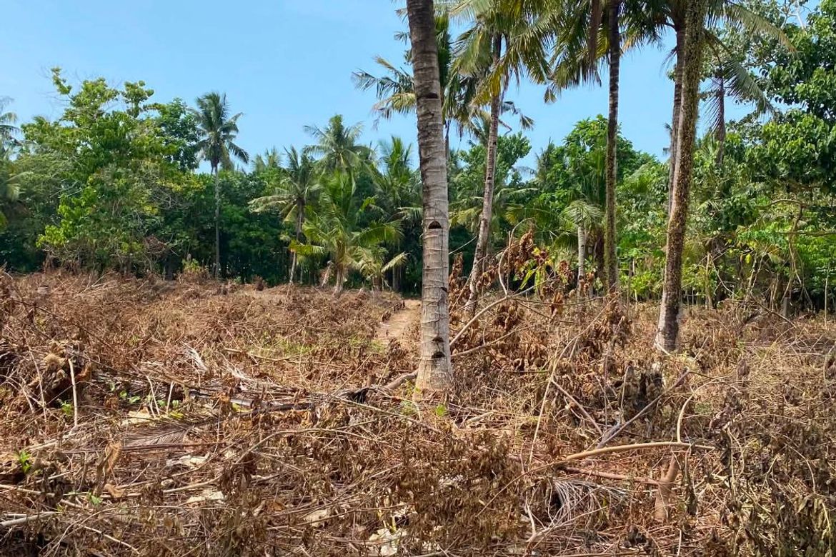 Land for Sale in Catangnan, General Luna, Surigao del Norte – photo 3