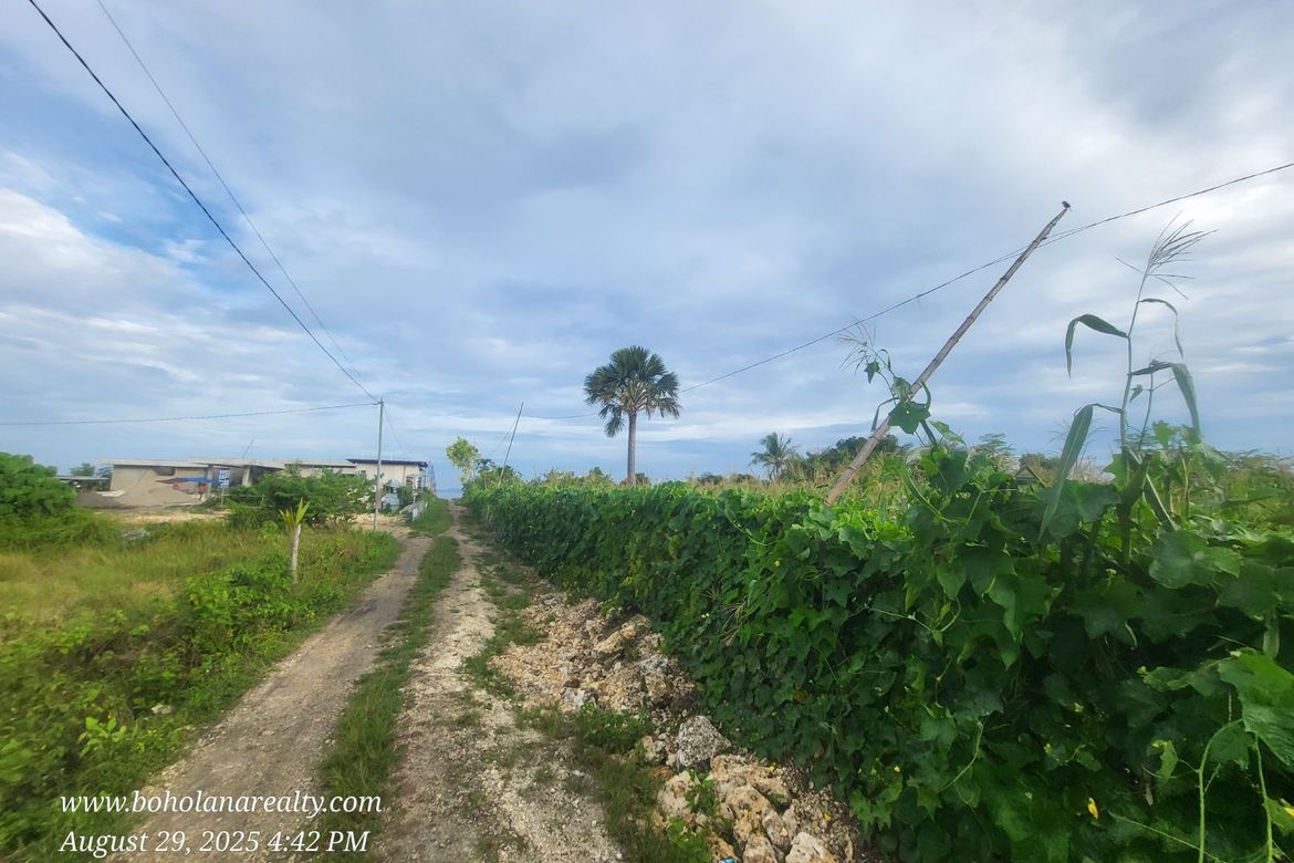 Land for Sale in Catarman, Dauis, Bohol – photo 8