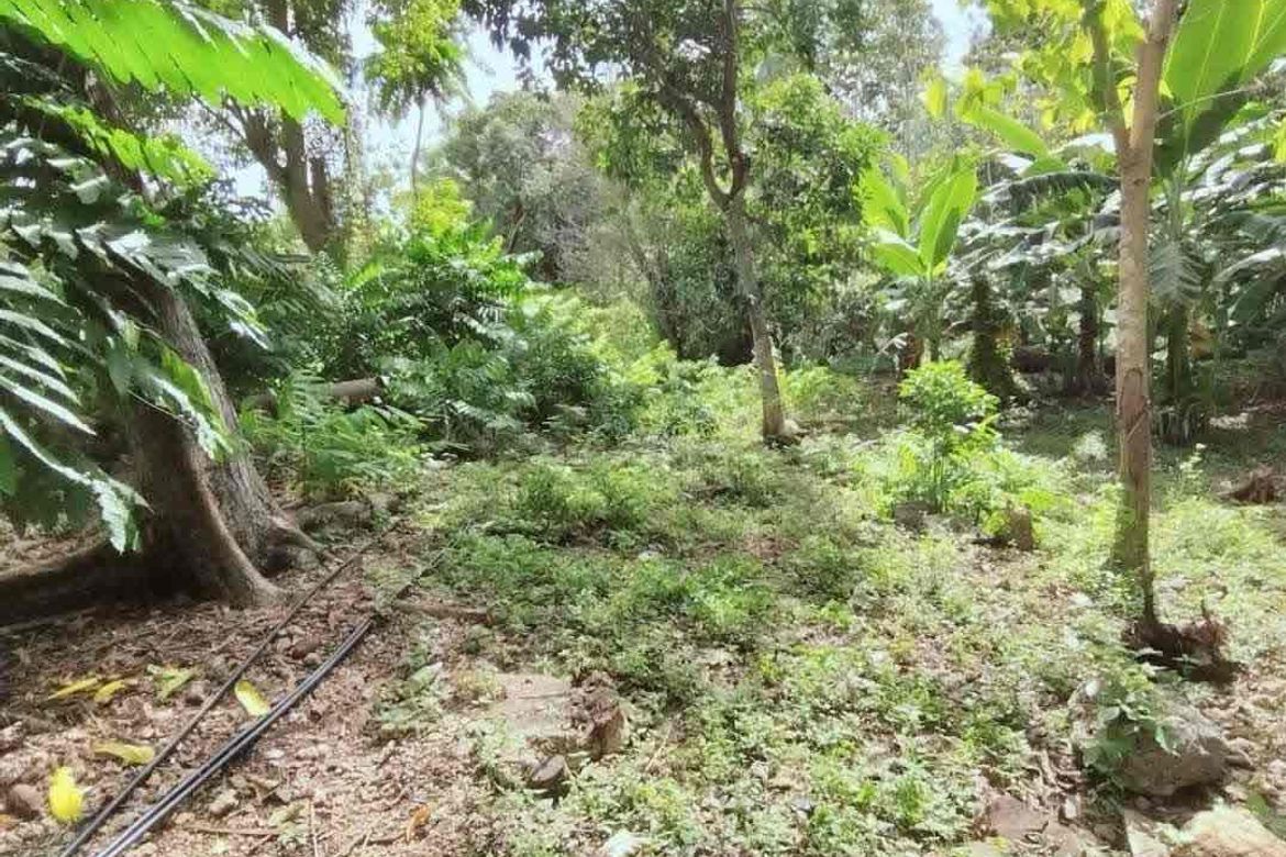 Land for Sale in Catarman, Dauis, Bohol – photo 5