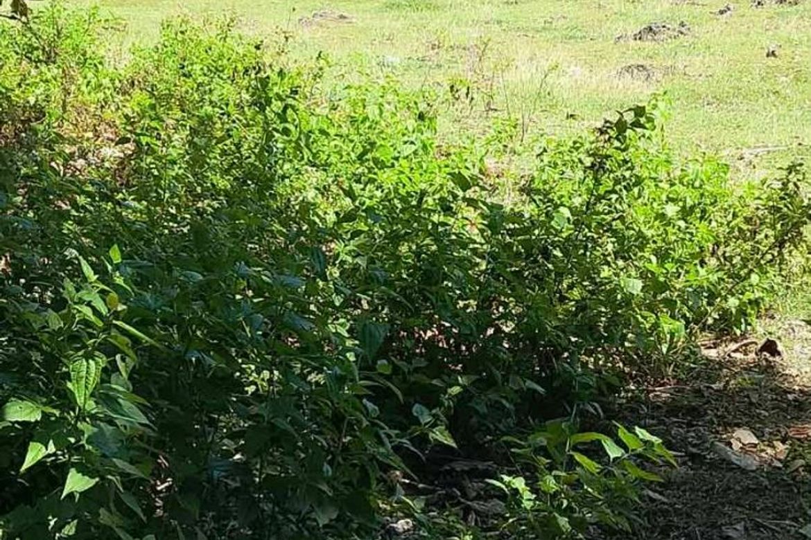 Land for Sale in Caticugan, Siquijor, Siquijor – photo 6