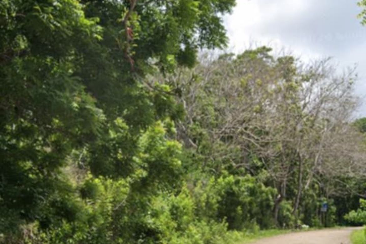 Land for Sale in Catulayan, San Juan, Siquijor – photo 7