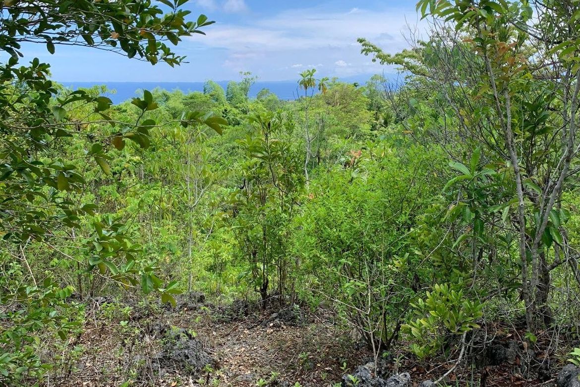 Land for Sale in Catulayan, San Juan, Siquijor – photo 3