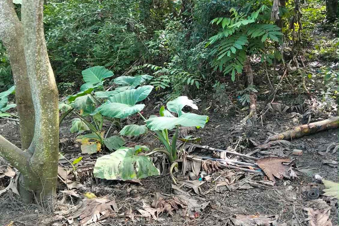 Land for Sale in Cogon, Tagbilaran, Bohol – photo 5