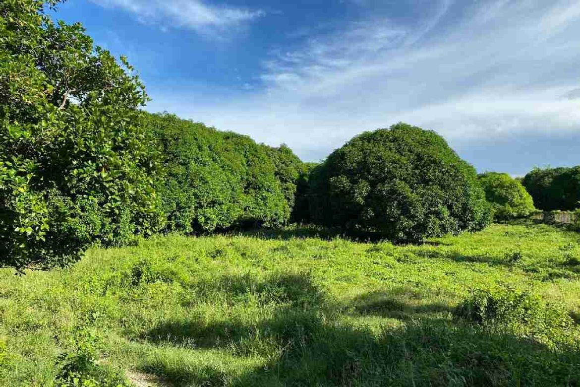 Land for Sale in Cogon West, Carmen, Cebu – photo 5