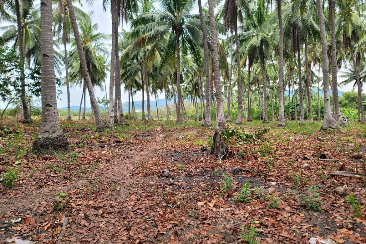 Land for Sale in Cogon West, Carmen, Cebu