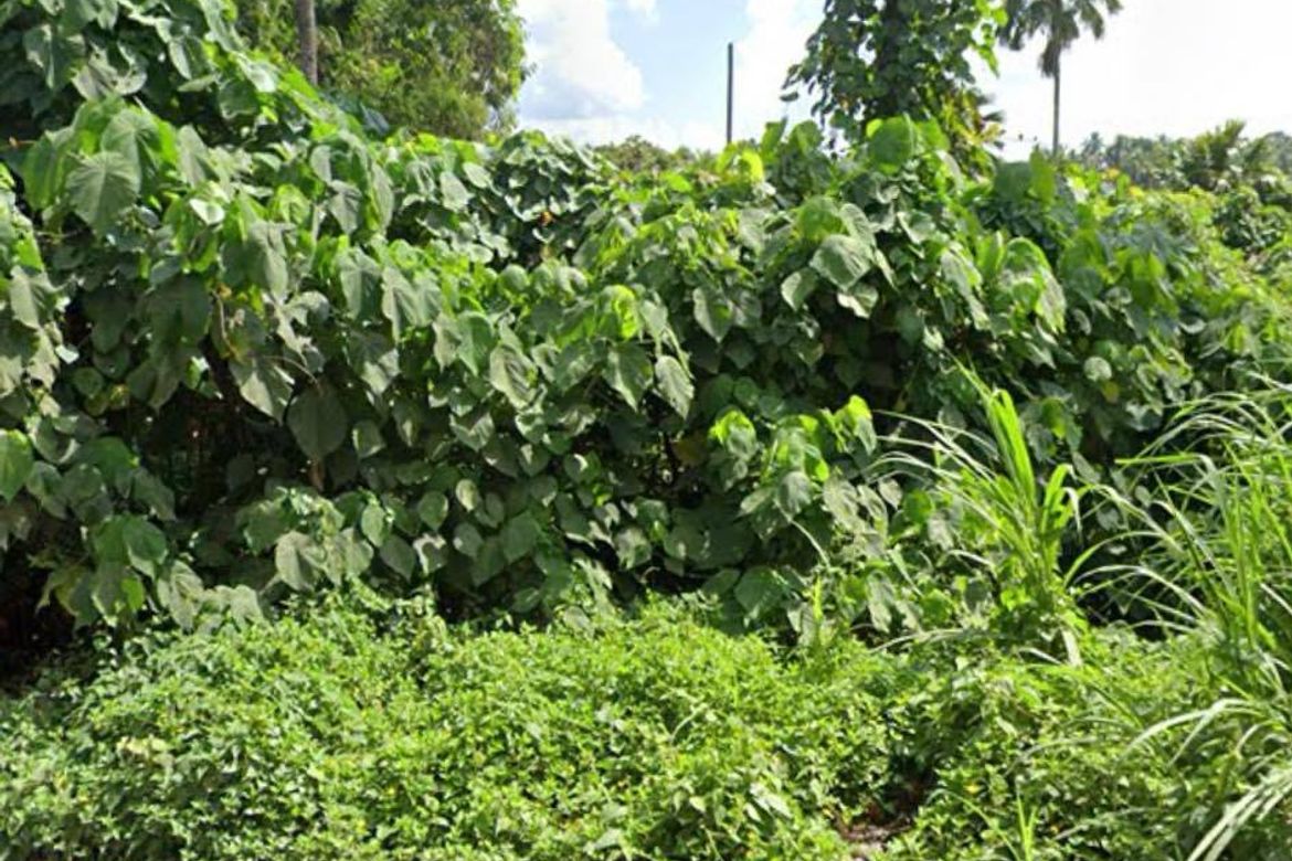 Land for Sale in Communal, Davao City, Davao del Sur