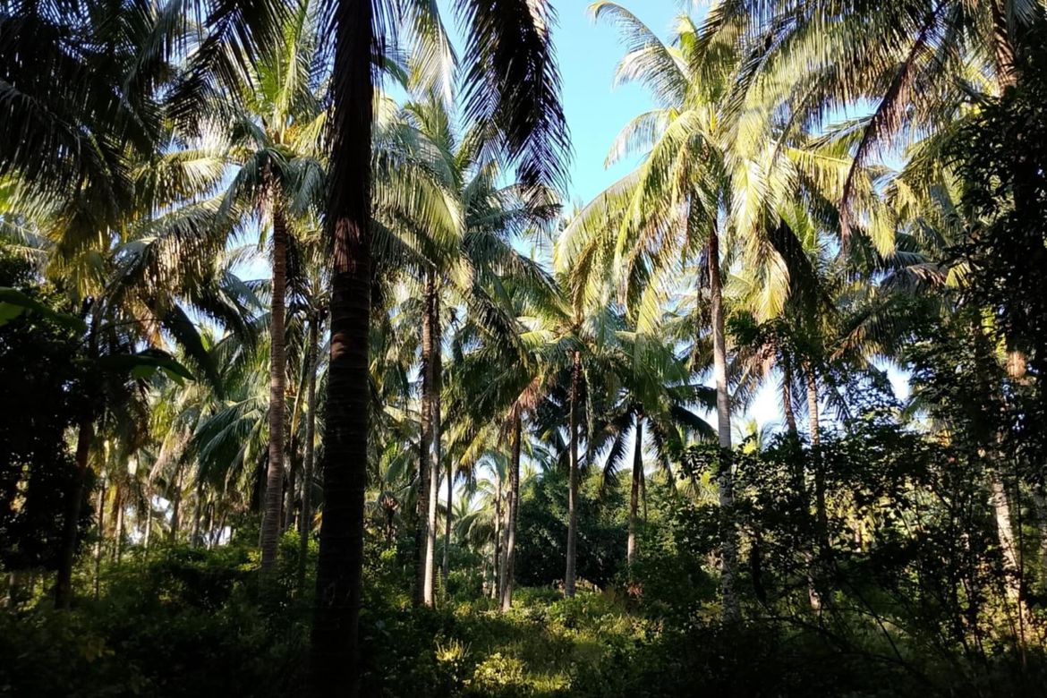 Land for Sale in Concepcion No. 1, Sariaya, Quezon – photo 2