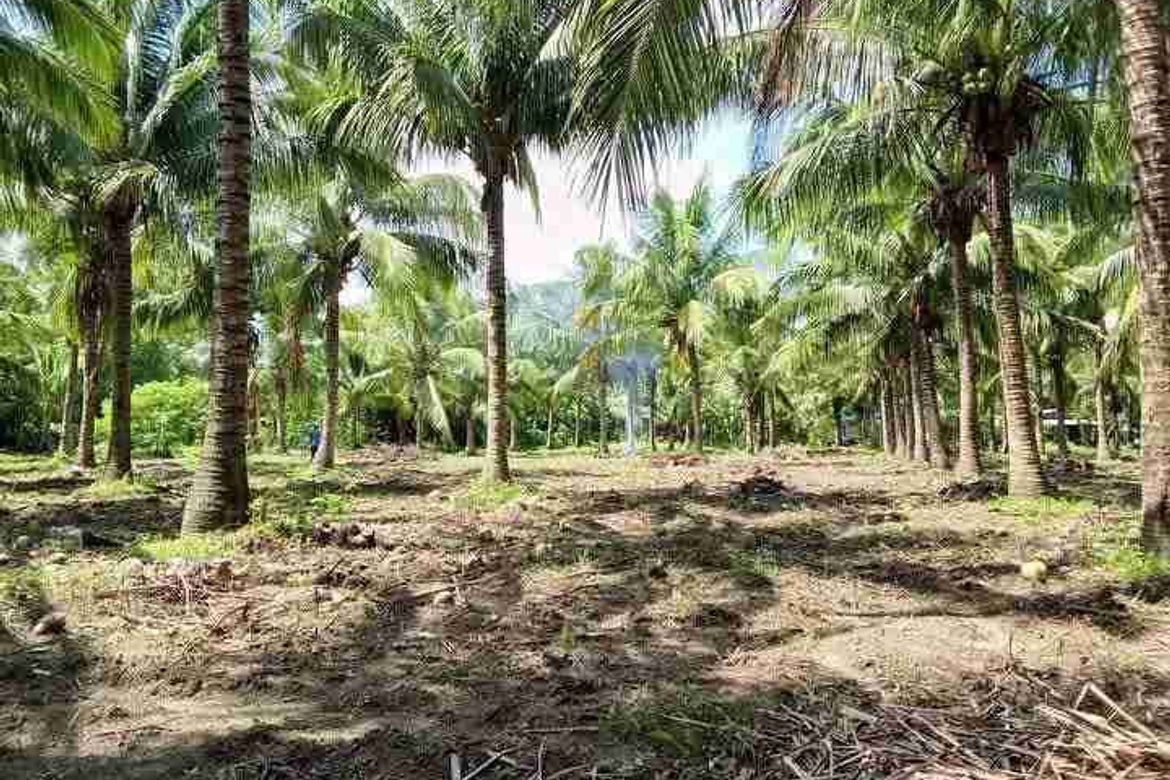 Land for Sale in Concepcion Palasan, Sariaya, Quezon – photo 2