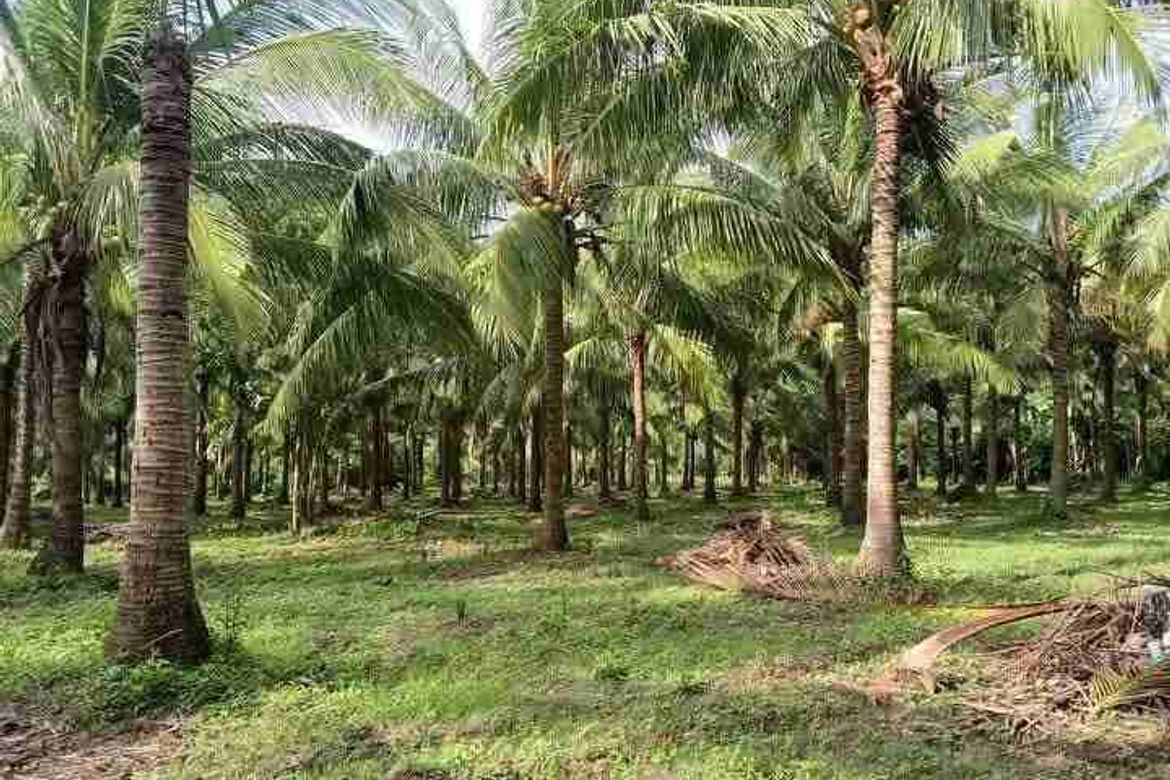 Land for Sale in Concepcion Palasan, Sariaya, Quezon – photo 3