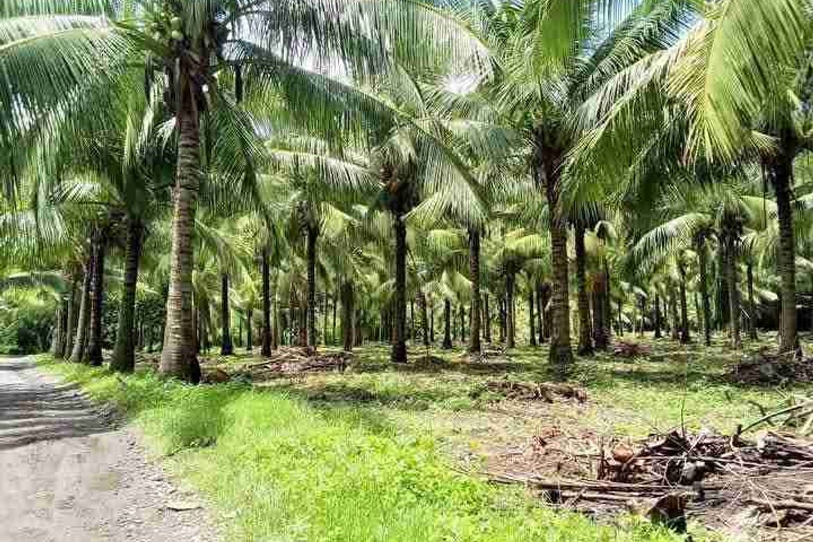 Land for Sale in Concepcion Palasan, Sariaya, Quezon – photo 5
