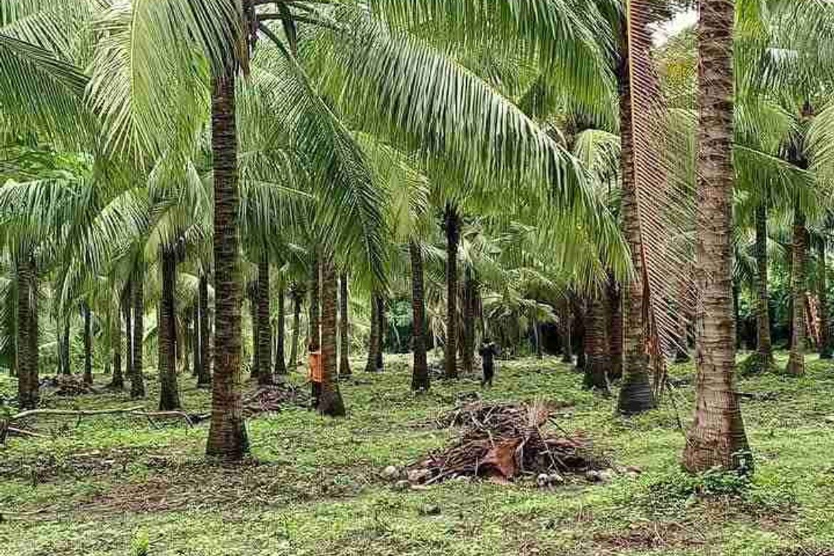 Land for Sale in Concepcion Palasan, Sariaya, Quezon – photo 7