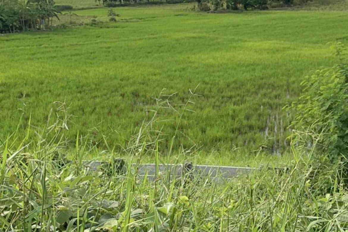 Land for Sale in Concepcion, Zaragoza, Nueva Ecija – photo 6