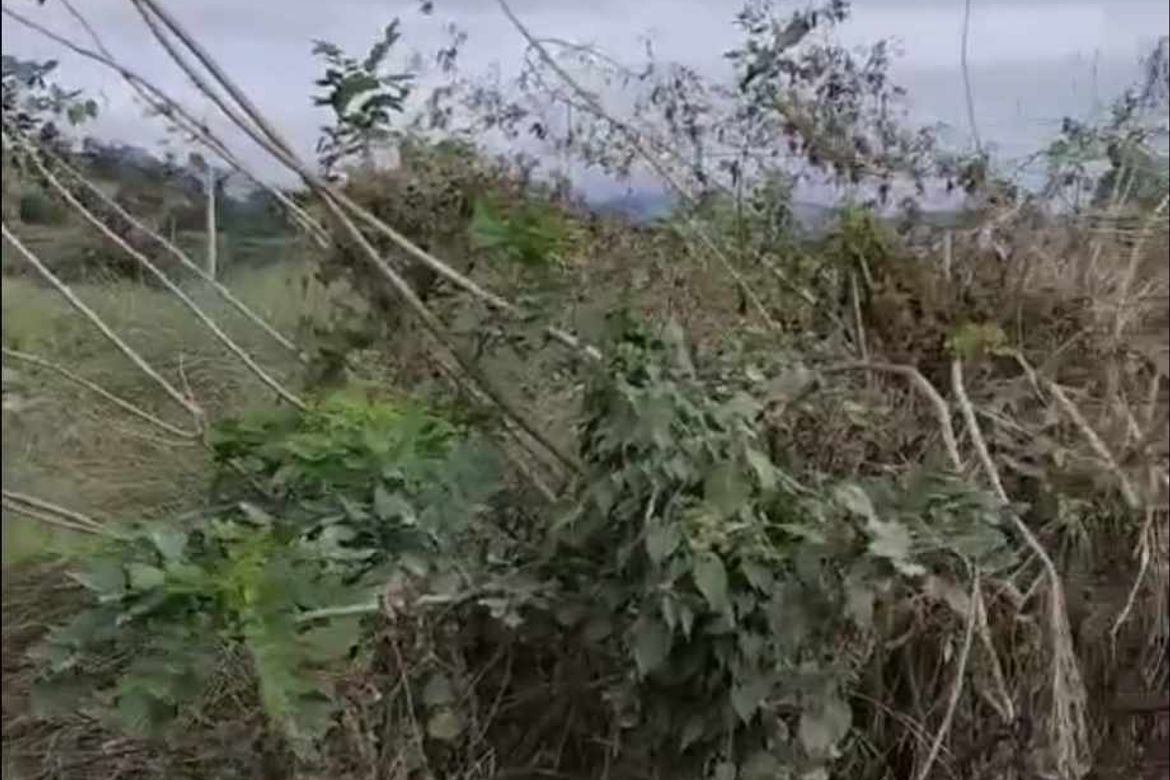 Land for Sale in Consuelo, Floridablanca, Pampanga
