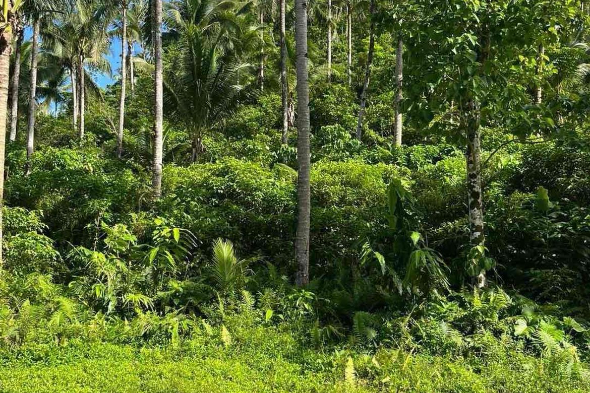 Land for Sale in Corazon, General Luna, Surigao del Norte