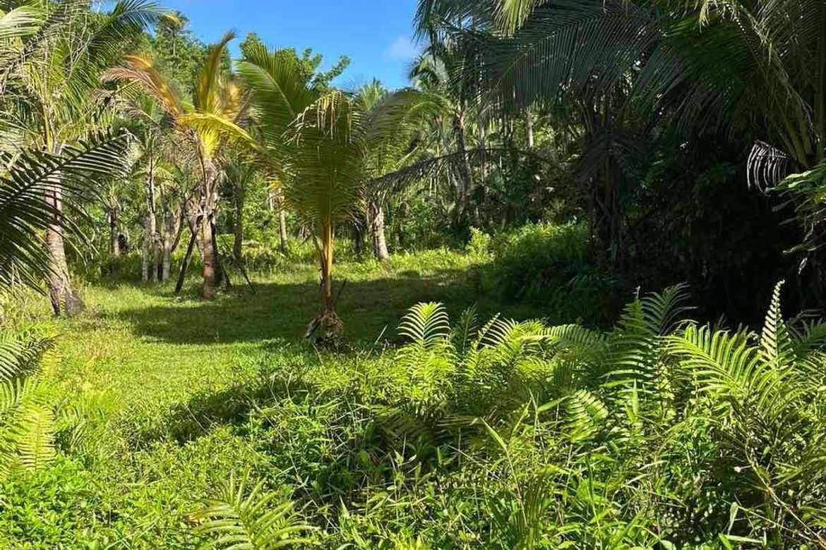 Land for Sale in Corazon, General Luna, Surigao del Norte – photo 4