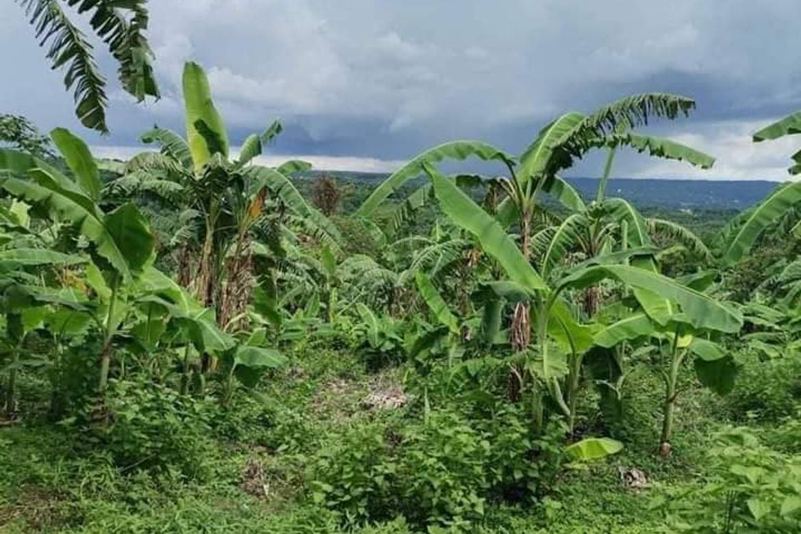Land for Sale in Cueva, Santa Maria, Laguna – photo 4