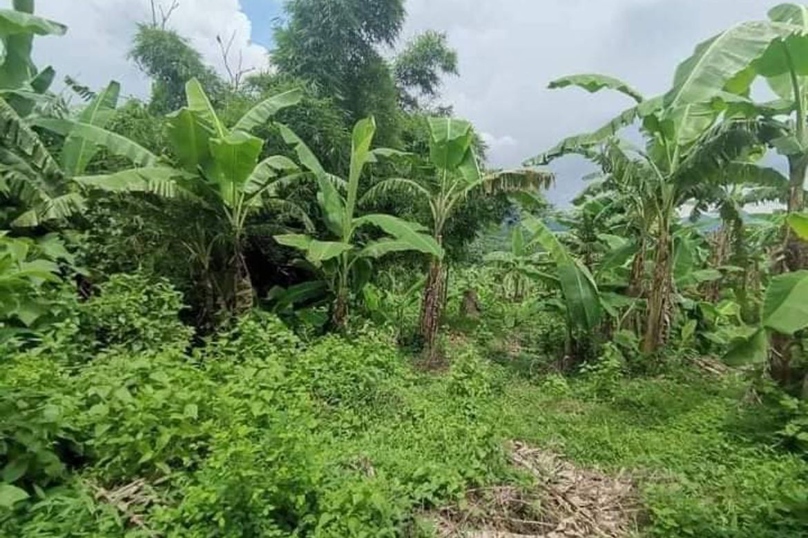 Land for Sale in Cueva, Santa Maria, Laguna – photo 5
