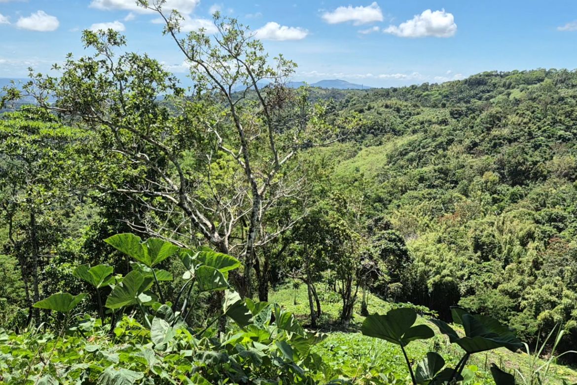 Land for Sale in Cuyambay, Tanay, Rizal – photo 2