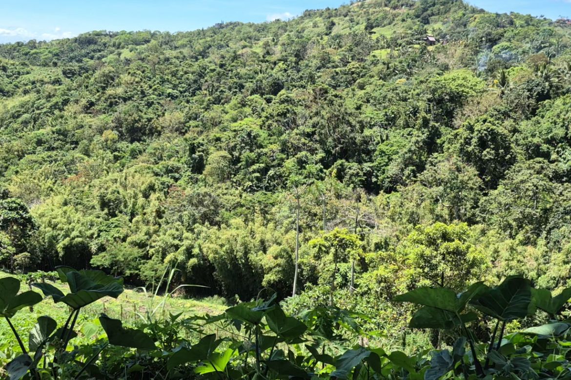 Land for Sale in Cuyambay, Tanay, Rizal – photo 2