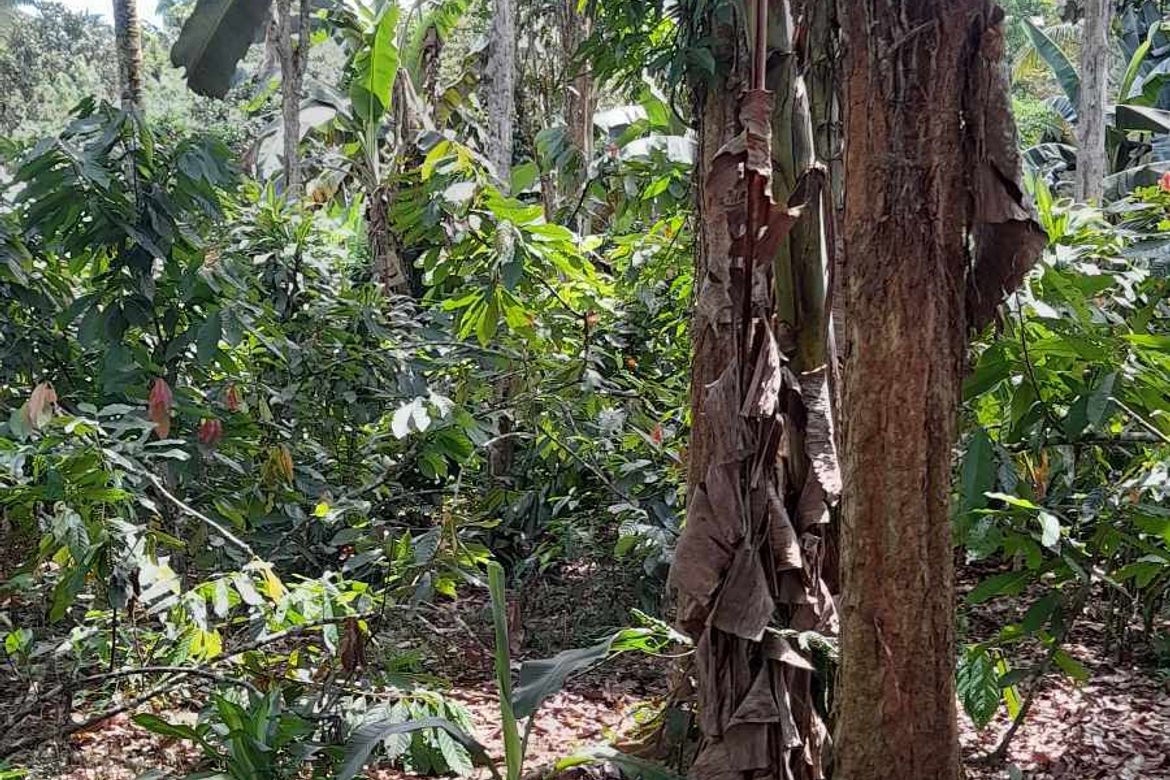 Land for Sale in Dacudao, Davao City, Davao del Sur – photo 5