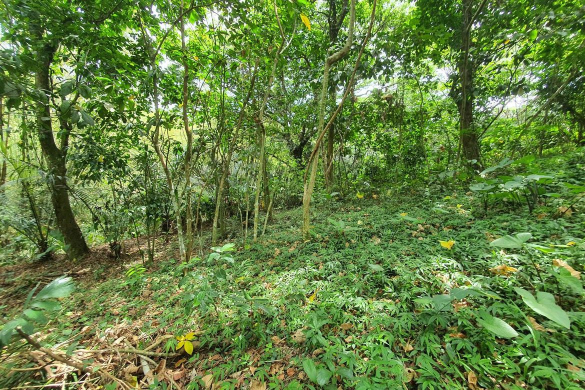 Land for Sale in Dagatan, Amadeo, Cavite – photo 2
