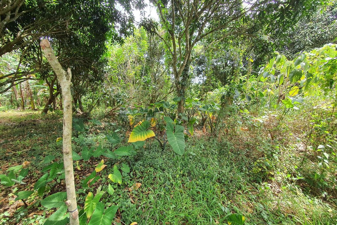 Land for Sale in Dagatan, Amadeo, Cavite – photo 3