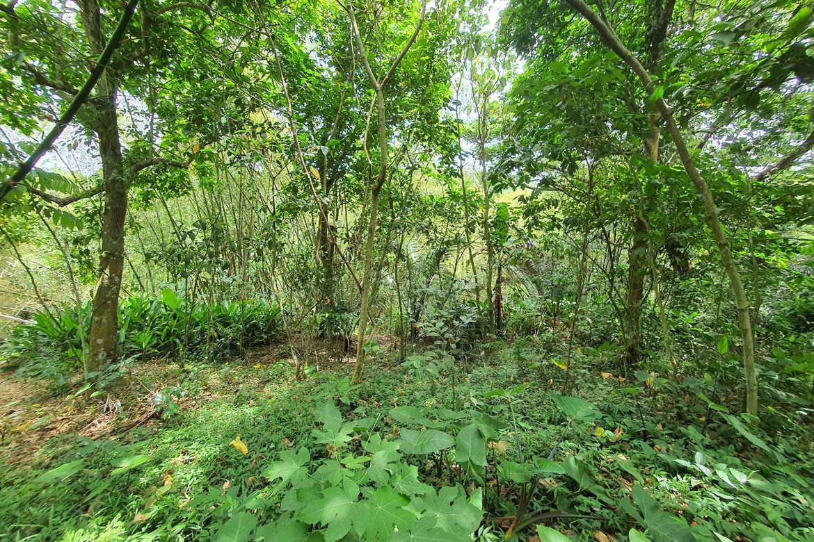 Land for Sale in Dagatan, Amadeo, Cavite – photo 4