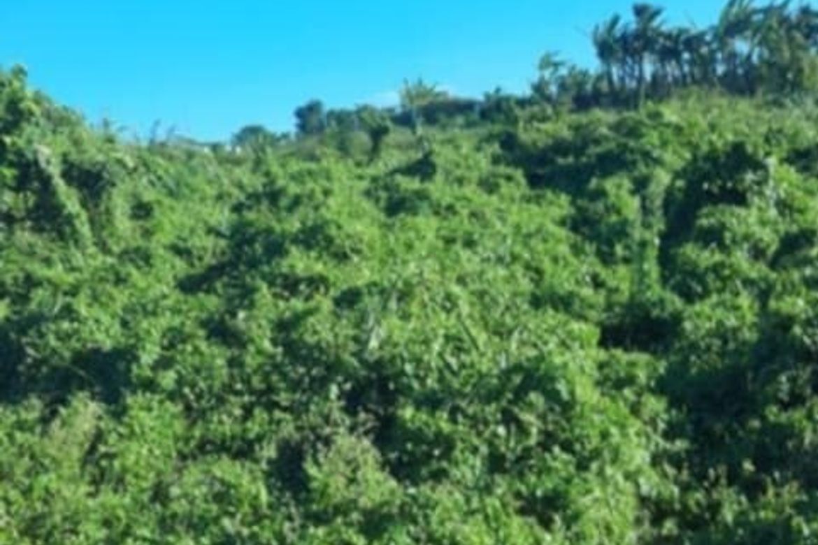 Land for Sale in Dagatan, Amadeo, Cavite – photo 8