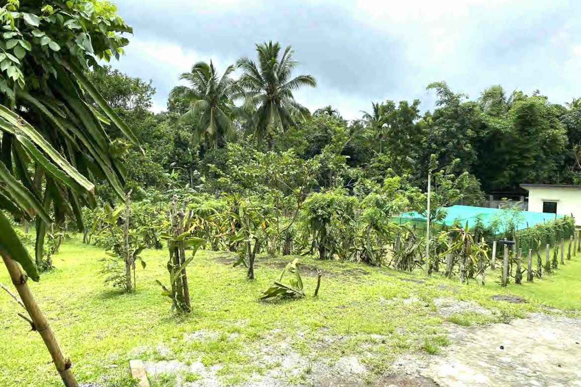 Photo 6