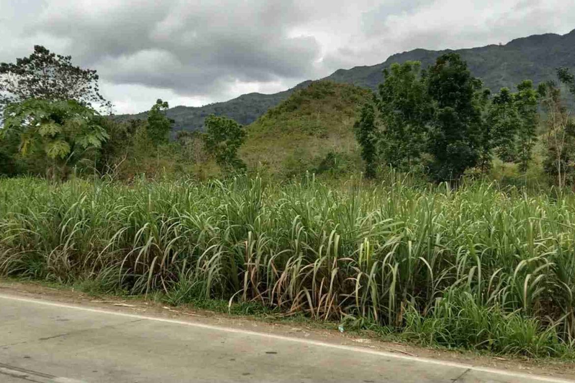 Land for Sale in Dahile, Mabinay, Negros Oriental – photo 5