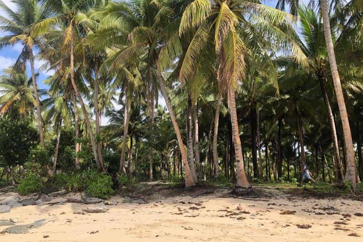 Land for Sale in Daku, General Luna, Surigao del Norte