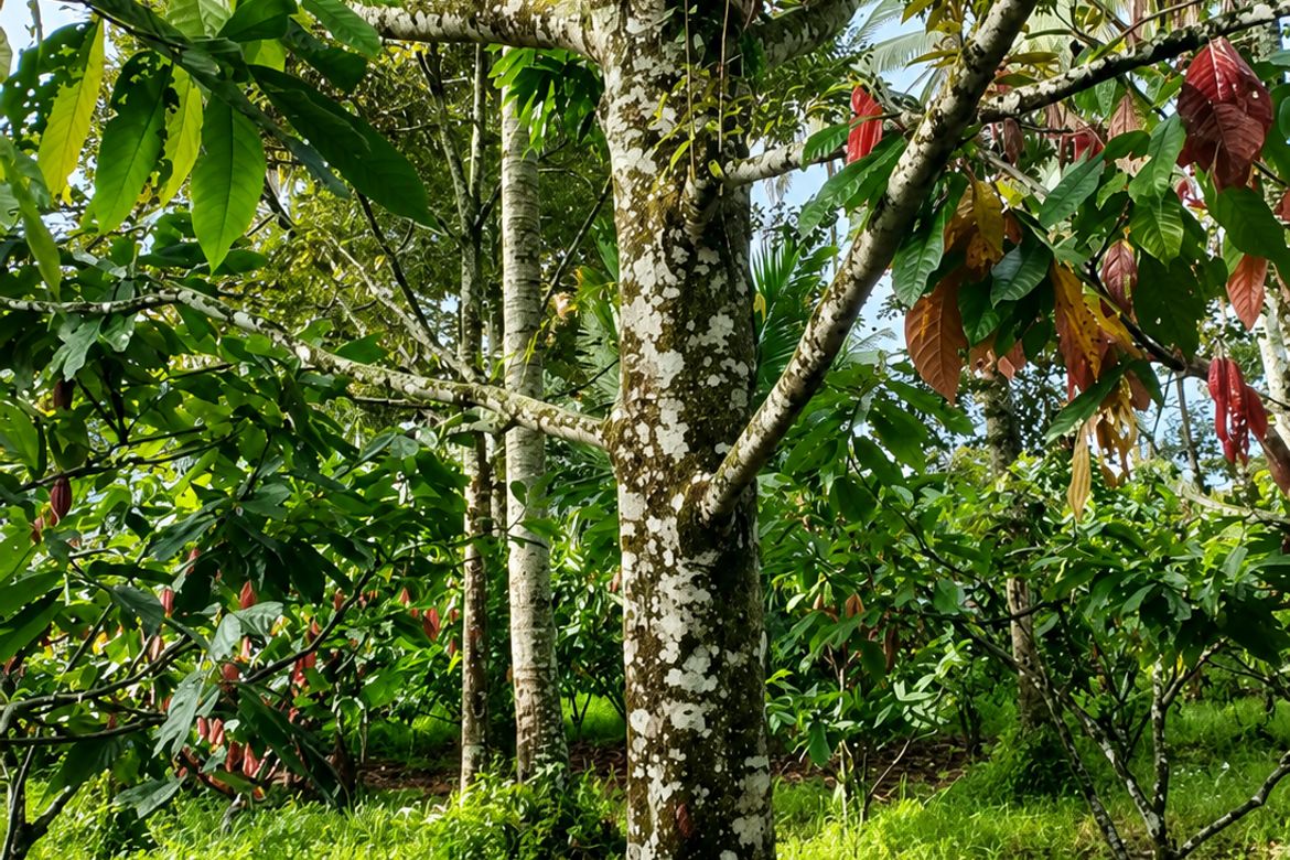 Land for Sale in Daliaon Plantation, Davao City, Davao del Sur – photo 6