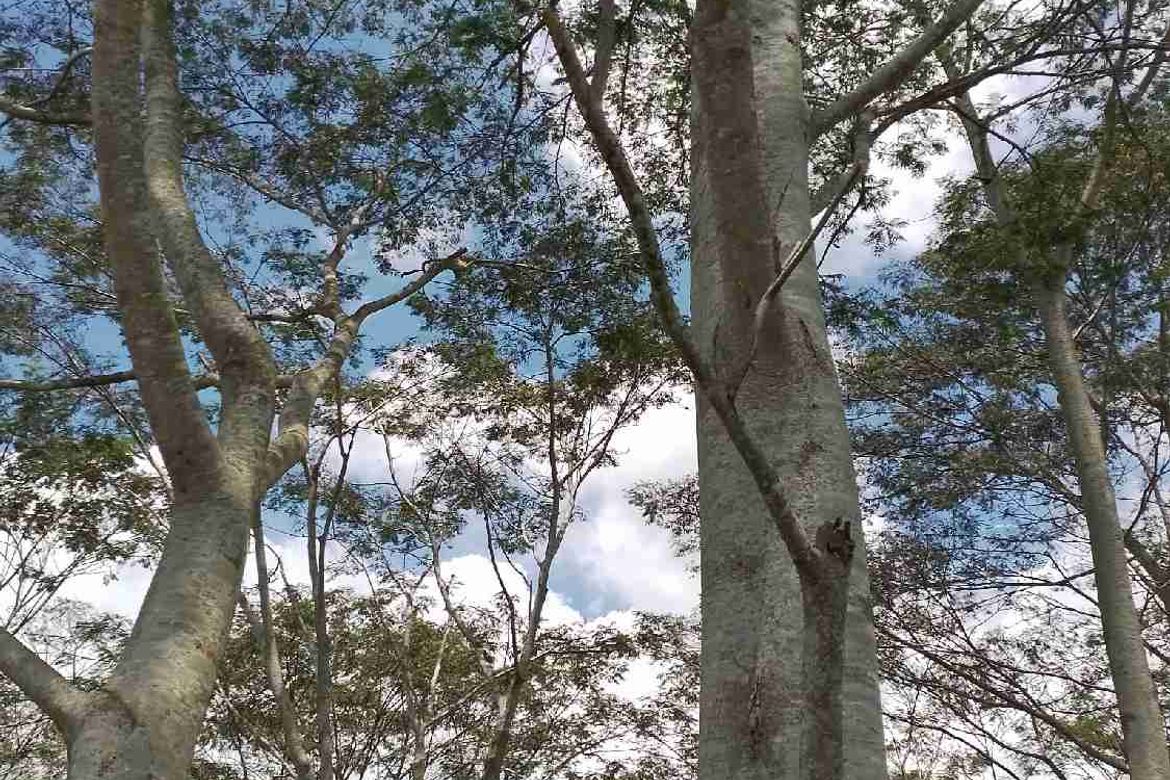 Land for Sale in Dalwangan, Malaybalay, Bukidnon – photo 3