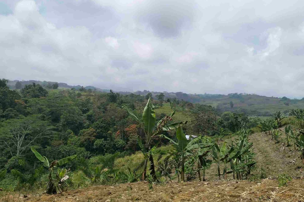 Land for Sale in Dalwangan, Malaybalay, Bukidnon – photo 6