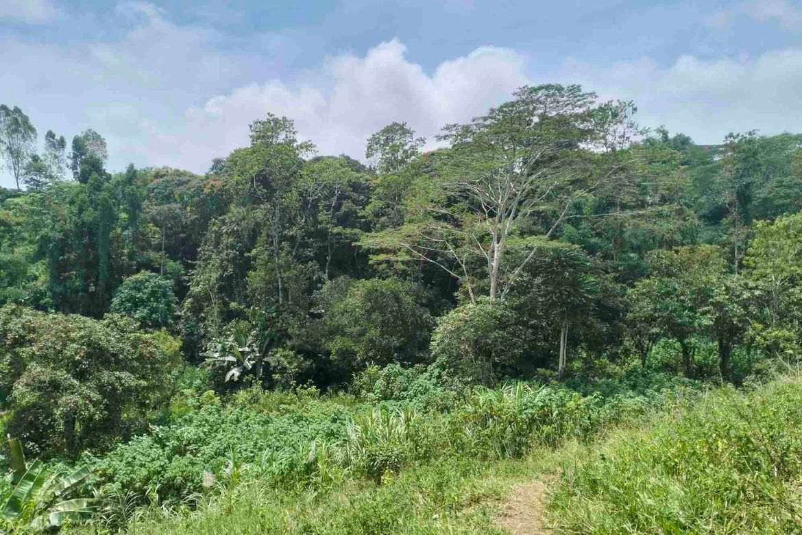 Land for Sale in Dalwangan, Malaybalay, Bukidnon – photo 7