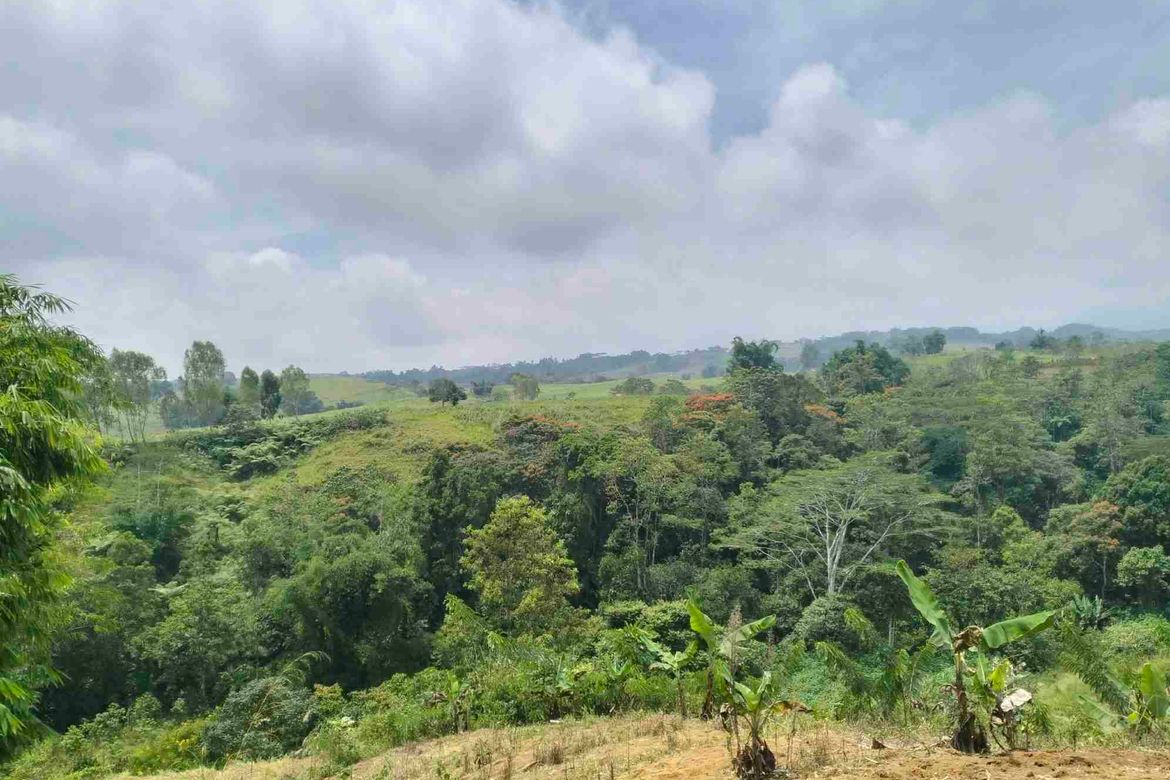 Land for Sale in Dalwangan, Malaybalay, Bukidnon – photo 8