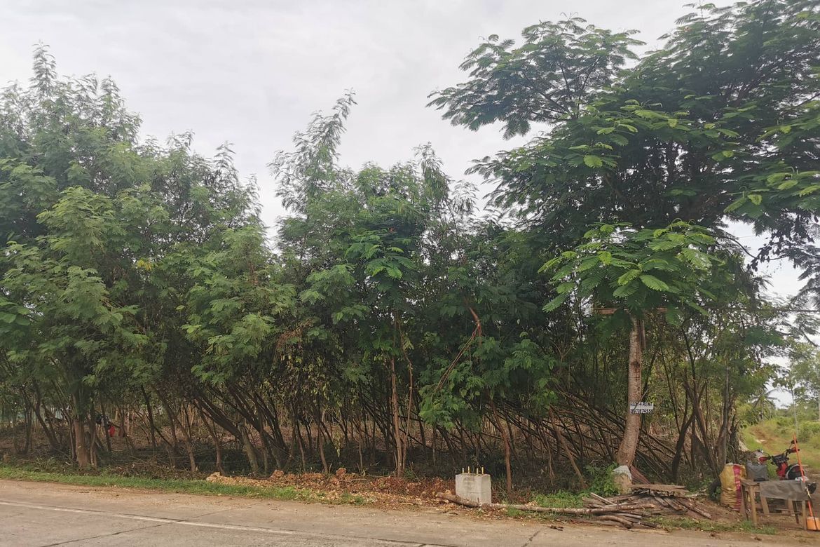 Land for Sale in Dao, Dauis, Bohol – photo 2