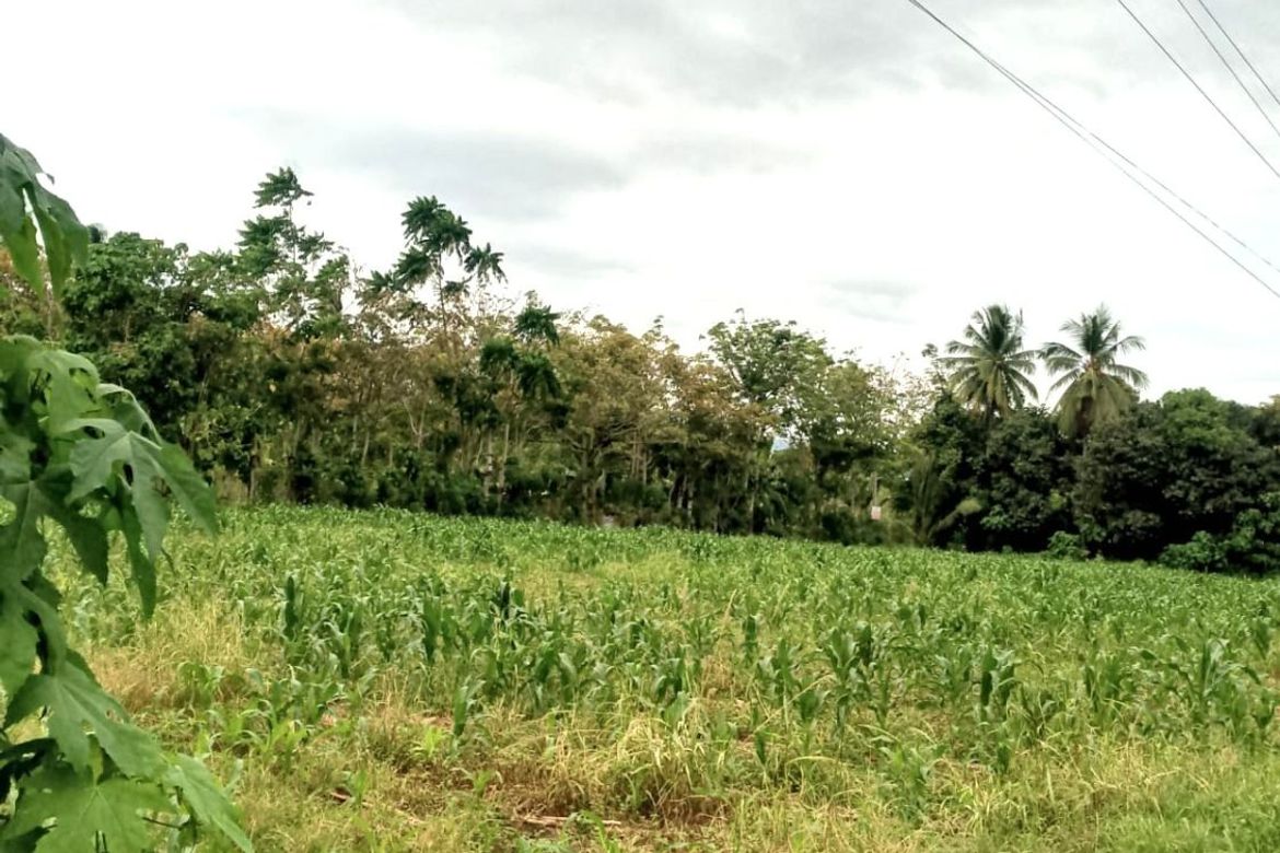 Land for Sale in Darong, Santa Cruz, Davao del Sur – photo 4