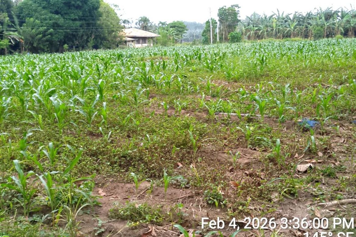 Land for Sale in Darong, Santa Cruz, Davao del Sur – photo 5