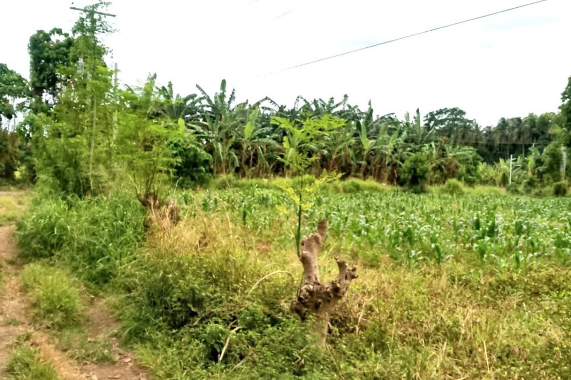 Land for Sale in Darong, Santa Cruz, Davao del Sur – photo 6
